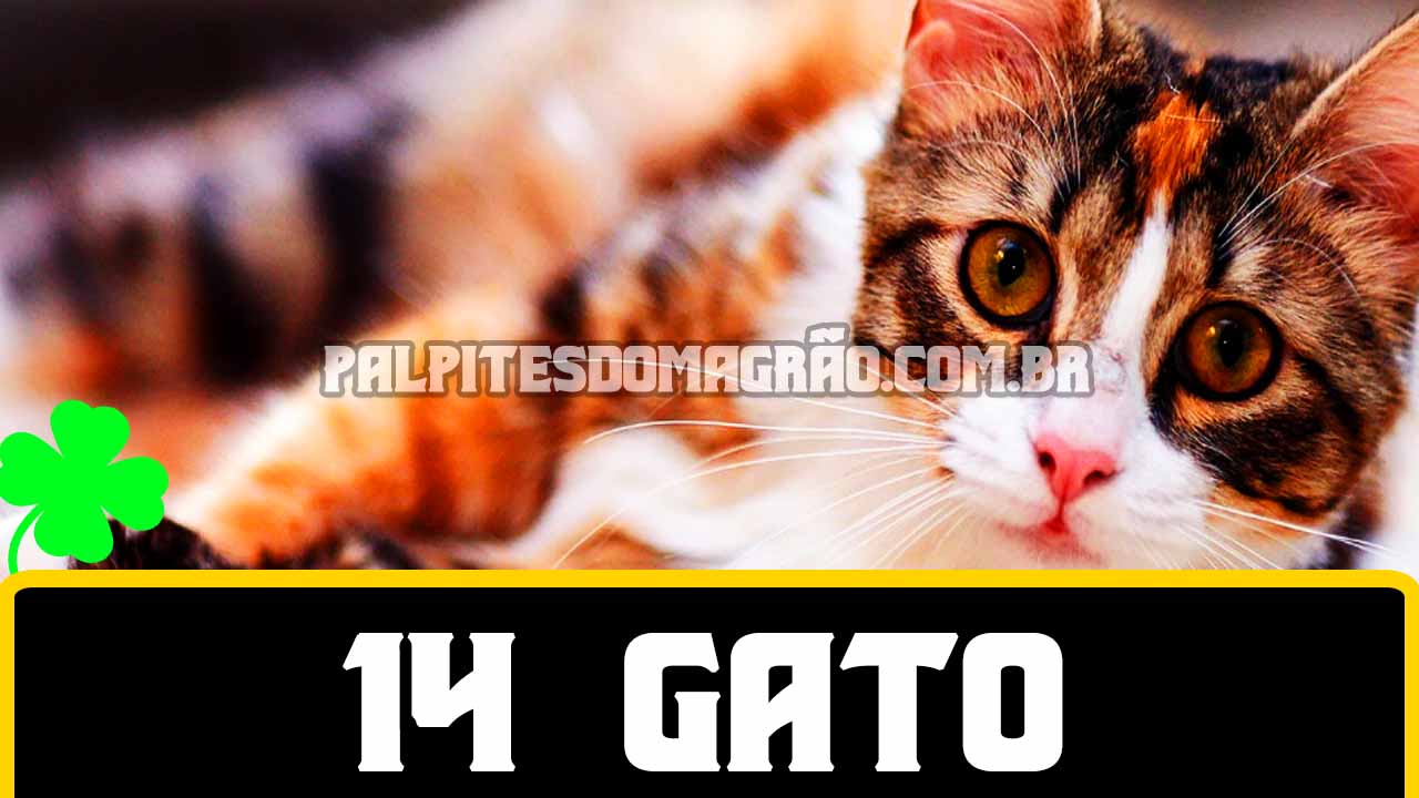 O jogo do gato que quebra toda a gravidade, é ele, o jogo do Cato. #jo